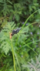 Atkinsonella texensis