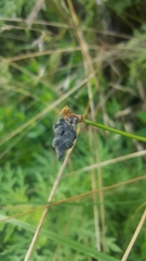 Atkinsonella texensis