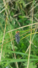 Atkinsonella texensis