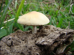 Agaricales