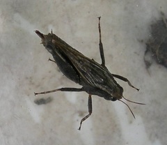Tettigidea