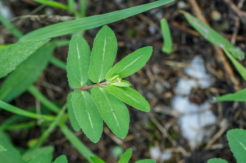 Njišuća mlječika (Euphorbia nutans)