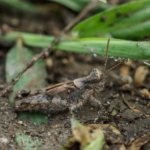 koník zimný (Acrotylus insubricus)