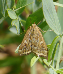 Loxostege munroealis