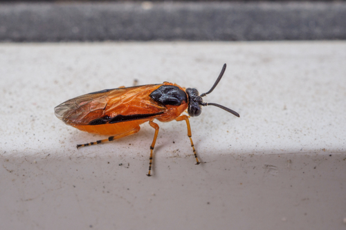 Piliaročka ružová (Arge ochropus)