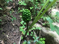 Arisaema dracontium