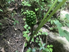 Arisaema dracontium