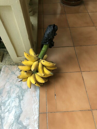 Plantain