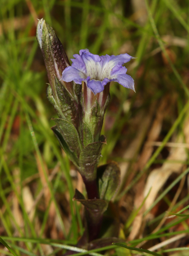 New England Gentian (Gentiana wissmannii)