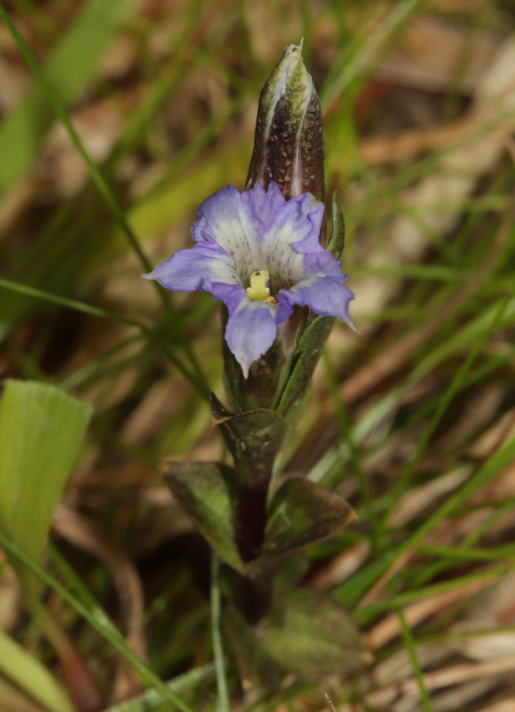 New England Gentian