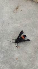 Synanthedon exitiosa