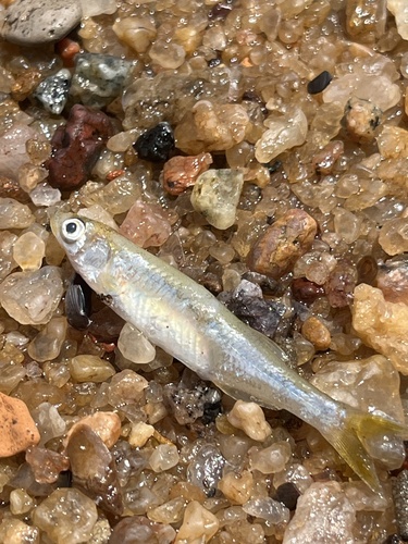 Lake Victoria sardine (Rastrineobola argentea) — Cyprinidae