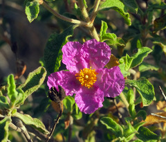 Cistus creticus