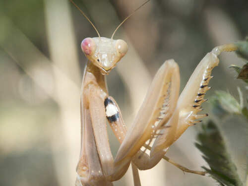 European mantis