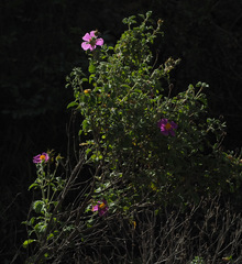 Cistus creticus