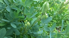 Baptisia