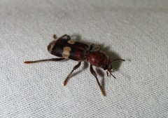 Enoclerus quadrisignatus