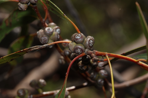 Tenterfield Woollybutt (Eucalyptus banksii)