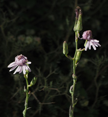 Lactuca tuberosa