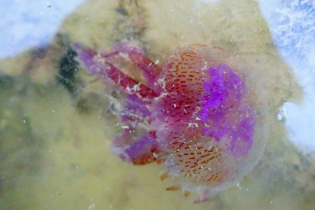 Mauve stinger jellyfish in Jouvente, 35730 Pleurtuit, France, iNaturalist research-grade observation