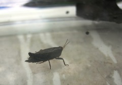 Tettigidea
