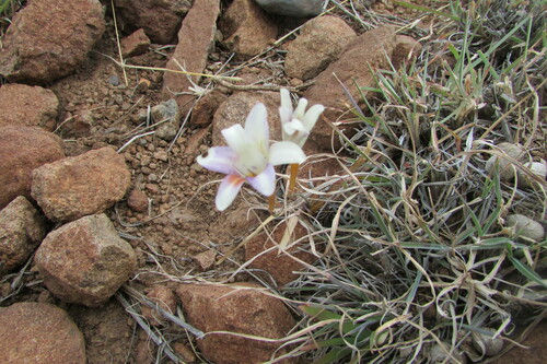 Image of Freesia andersoniae by (c) James Deacon, some rights reserved (CC BY-SA)