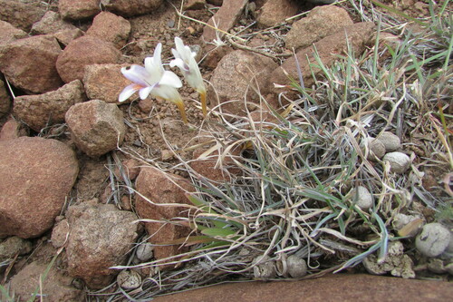 Image of Freesia andersoniae by (c) James Deacon, some rights reserved (CC BY-SA)