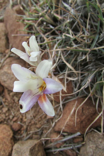 Image of Freesia andersoniae by (c) James Deacon, some rights reserved (CC BY-SA)