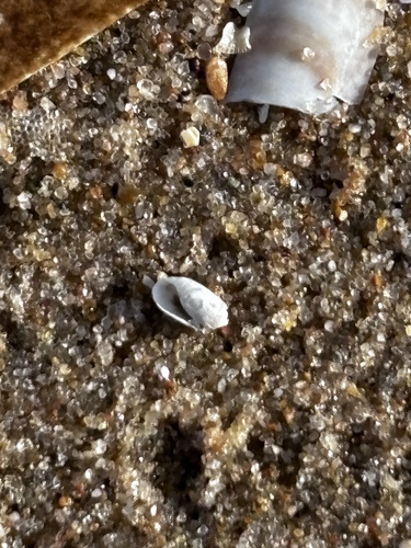 Retusa obtusa observed 2024-10-23