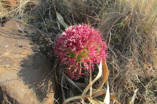 Boophone disticha