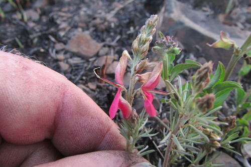 Image of Indigofera hilaris by (c) James Deacon, some rights reserved (CC BY-SA)