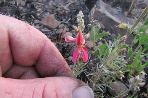 Image of Indigofera hilaris by (c) James Deacon, some rights reserved (CC BY-SA)