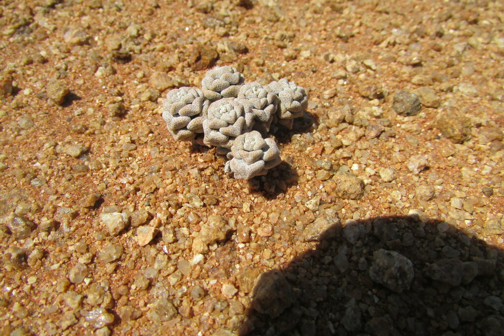 Crassula corallina 2
