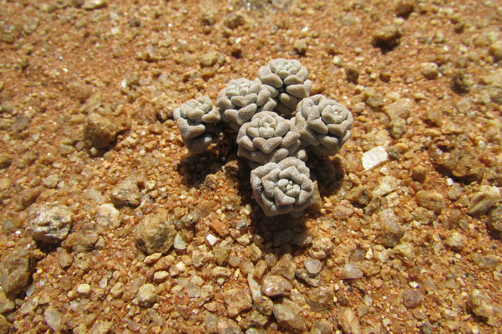 Crassula corallina