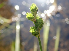 Carex longii