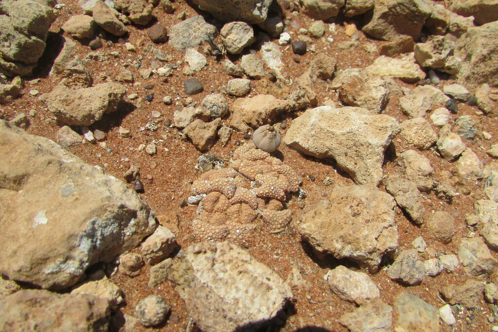 Titanopsis primosii, Namakwa, ZA-NC, ZA