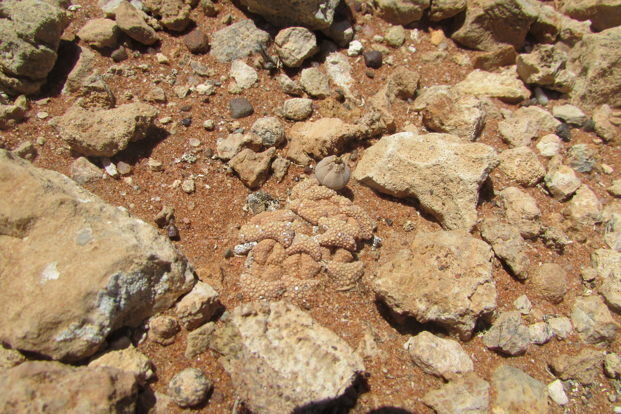 Titanopsis primosii