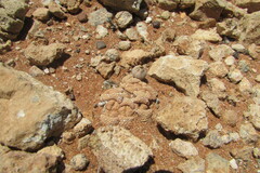 Titanopsis primosii