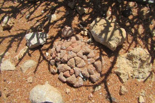 Titanopsis primosii
