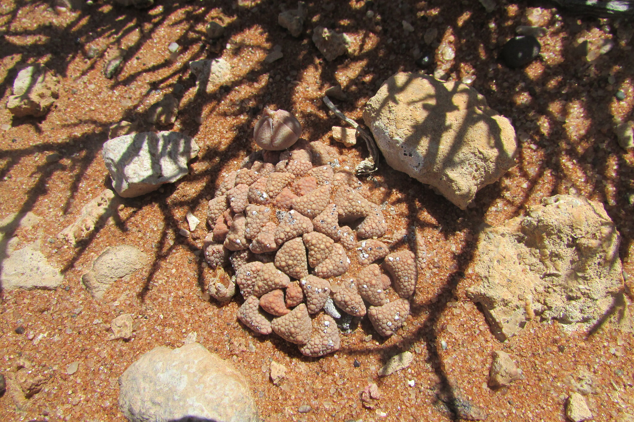 Titanopsis primosii L.Bolus ex S.A.Hammer 2