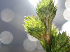 Carex longii