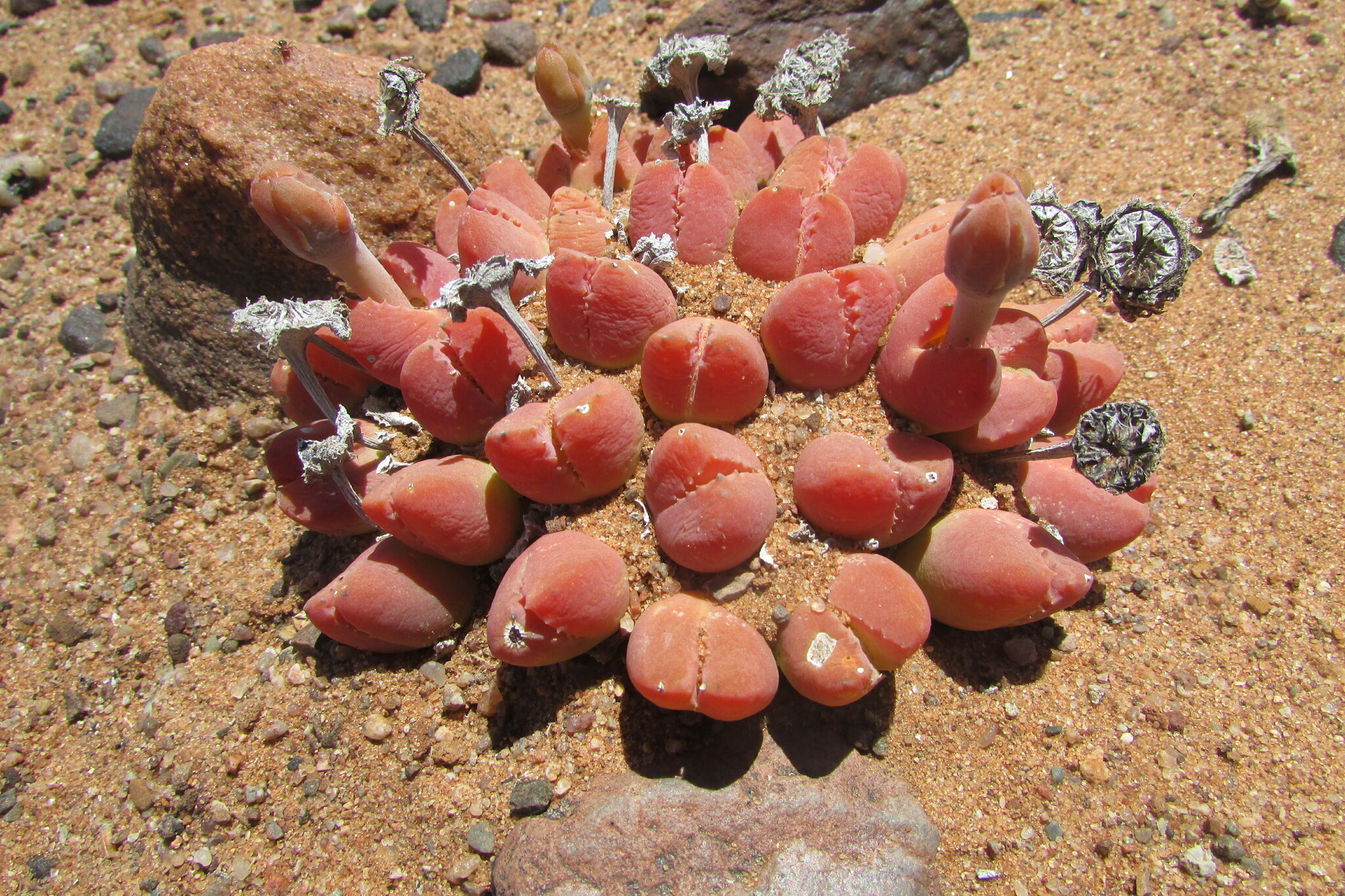 Vanheerdea angusta (L. Bolus) L. Bolus 2