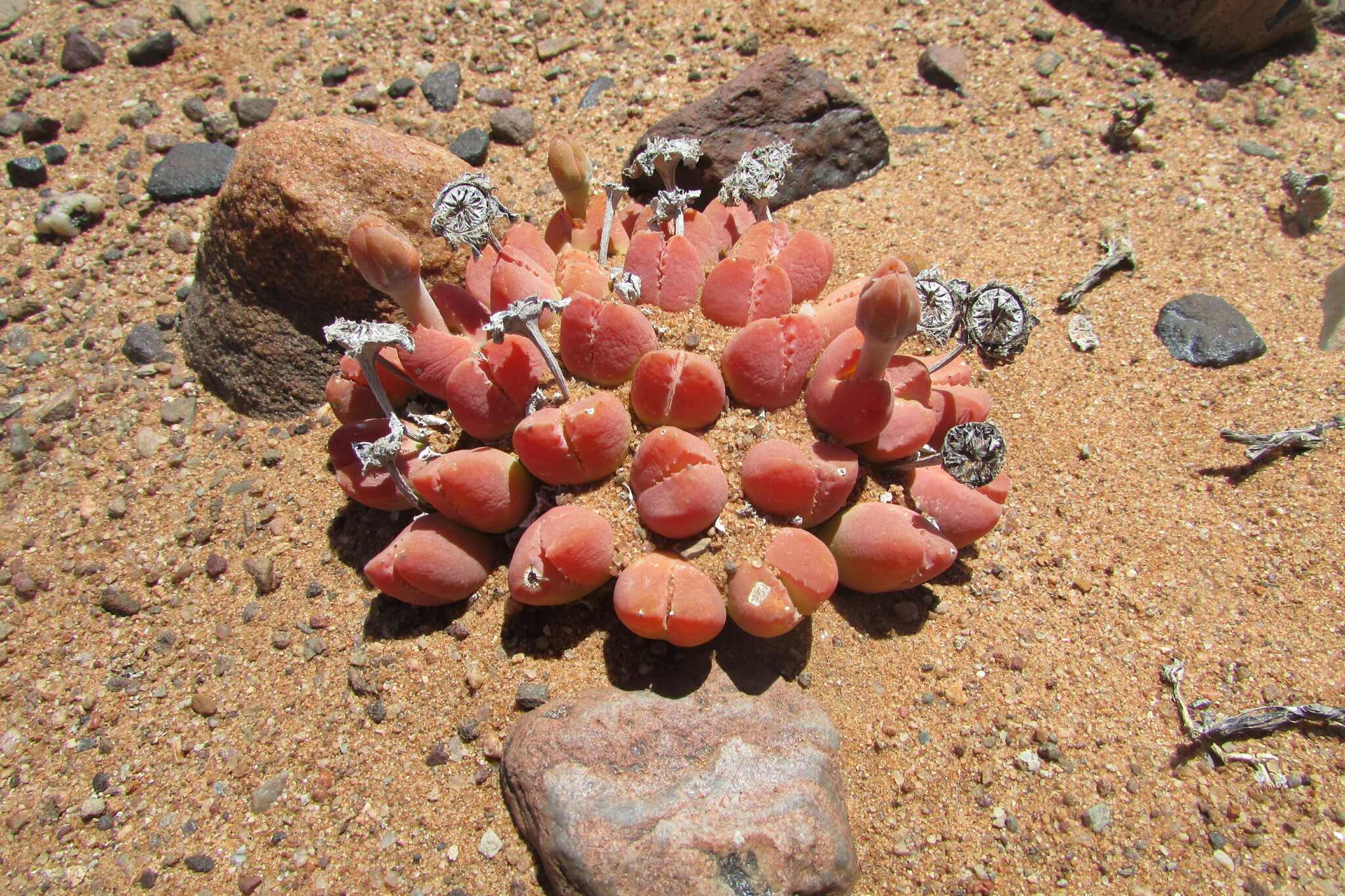 Vanheerdea angusta (L. Bolus) L. Bolus 3