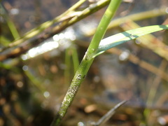 Carex longii