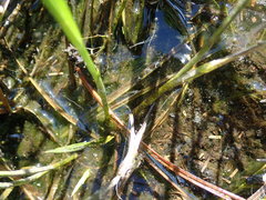 Carex longii