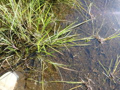 Carex longii