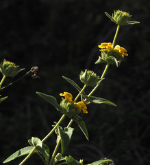 Phlomis viscosa