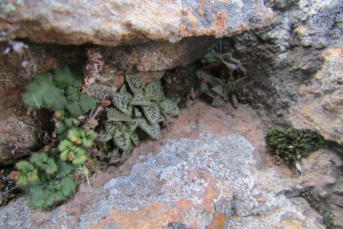 Crassula exilis