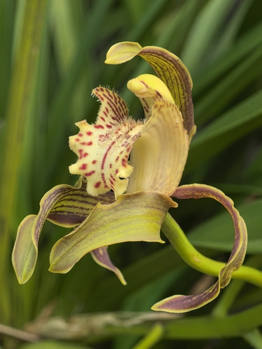 Tracy's Cymbidium