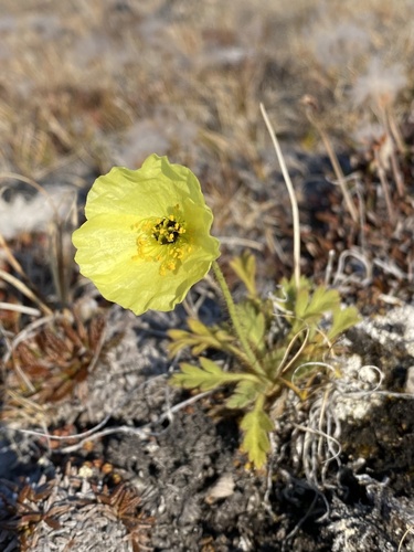Rooted poppy (Oreomecon radicata)